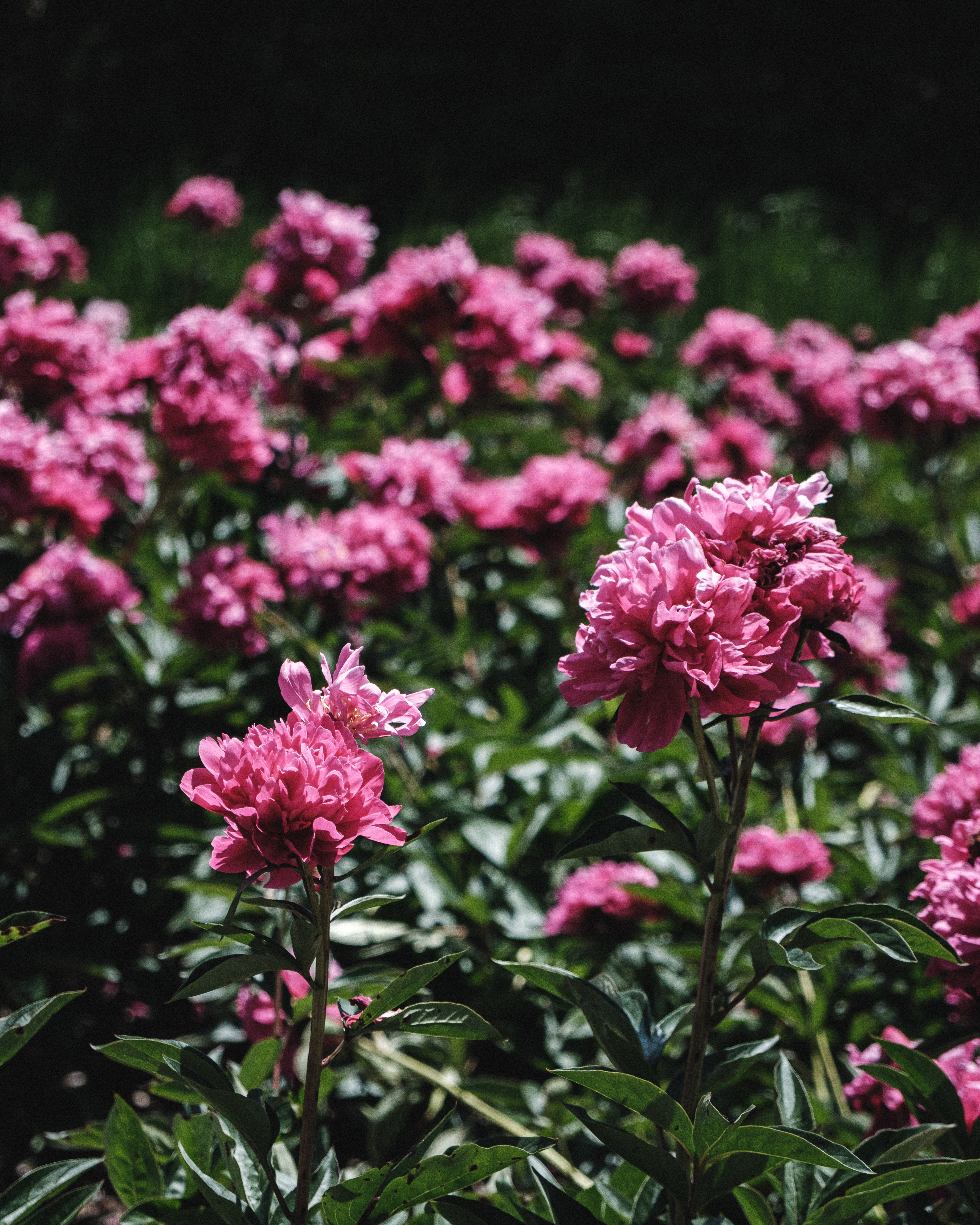 Max Mitchell allerton park, 2020