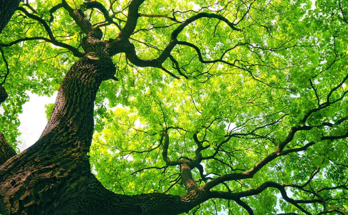How Do You Choose The Right Tree For Your Garden? | The ...