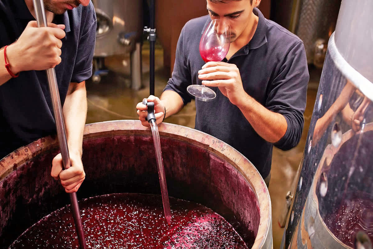 TAFE NSW Serves Up Winemaking Diploma For First Time Across State The