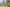Amongst-the-wattles