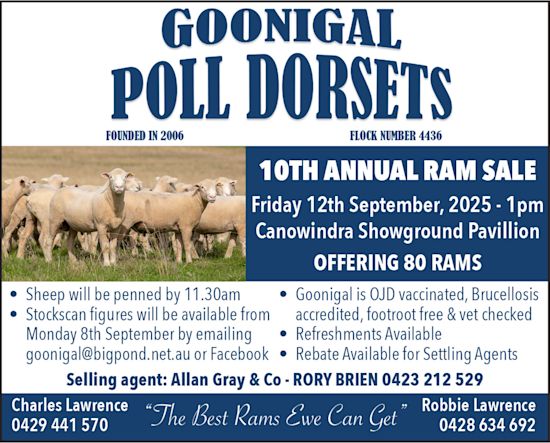 Goonigal Poll Dorsets