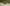 Quoll+cropped