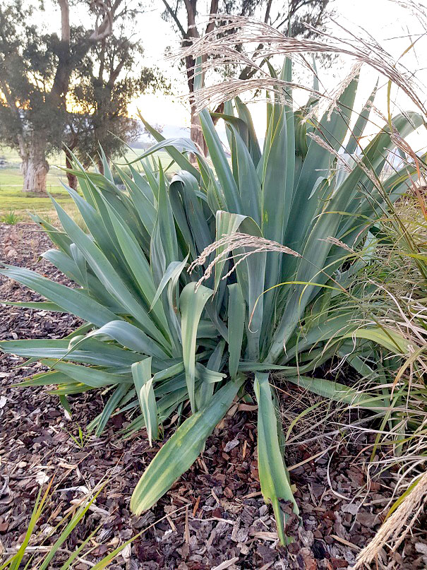 Beschoneria yuccoides - Mexican Lily