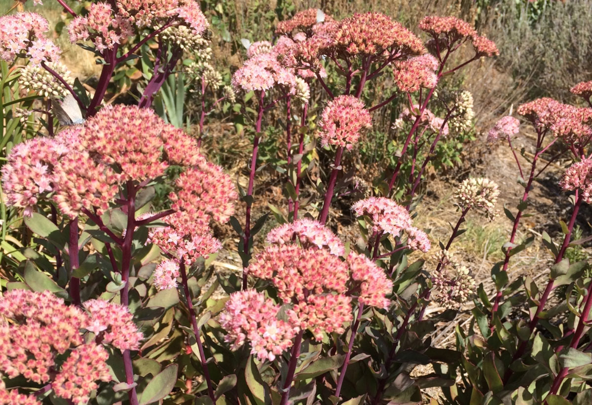 Sedum Matrona