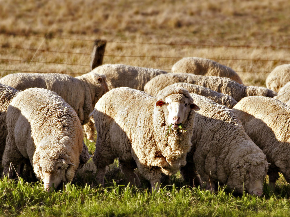 what-is-drenching-sheep