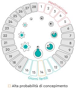 Esempio di calendario ovulazione e giorni fertili