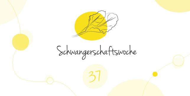 LILLYDOO Schwangerschaftskalender SSW 37 Dein Baby ist so groß wie ein Mangold.