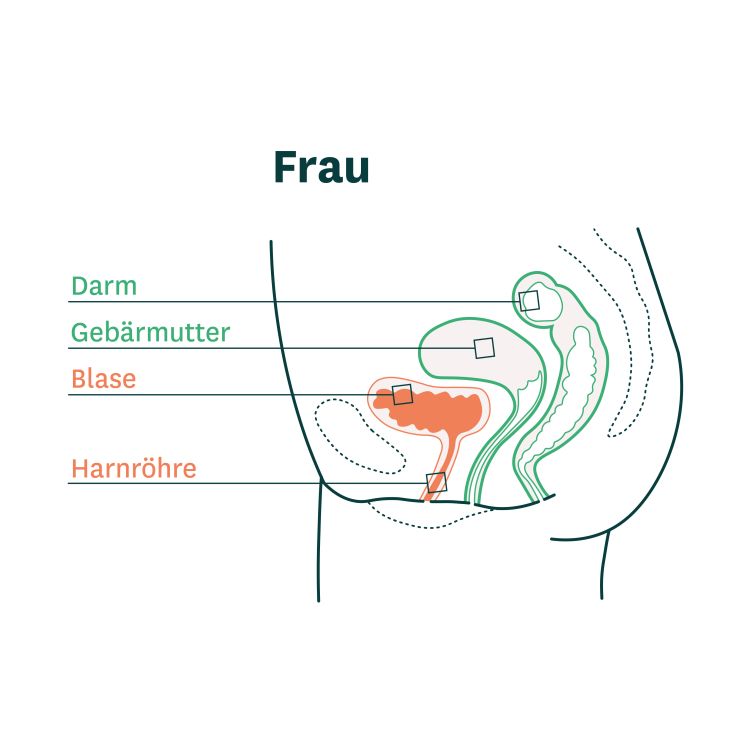 Grafik der Anatomie der Blase und Harnröhre von Frauen Grafik der Anatomie der Blase und Harnröhre von Frauen