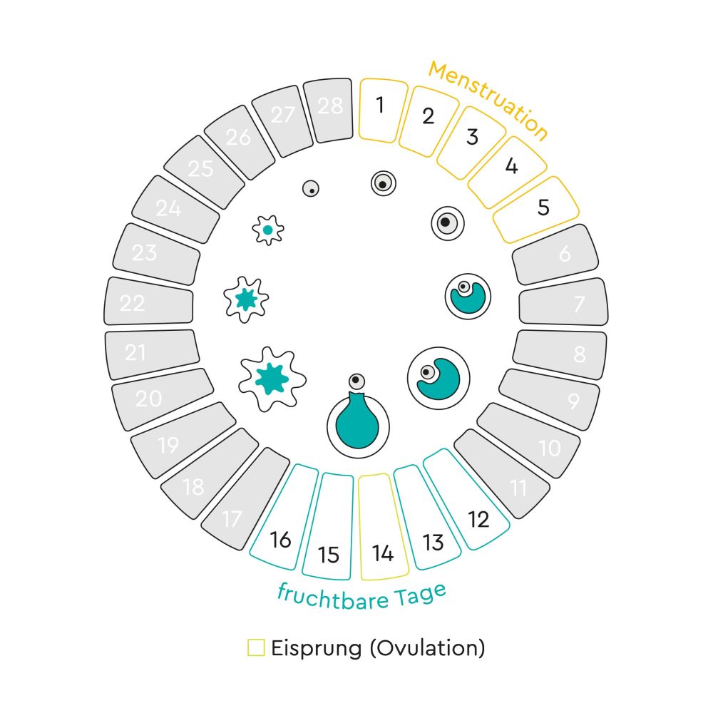 Illustration des weiblichen Menstruationszyklus mit Eisprung und fruchtbaren Tagen