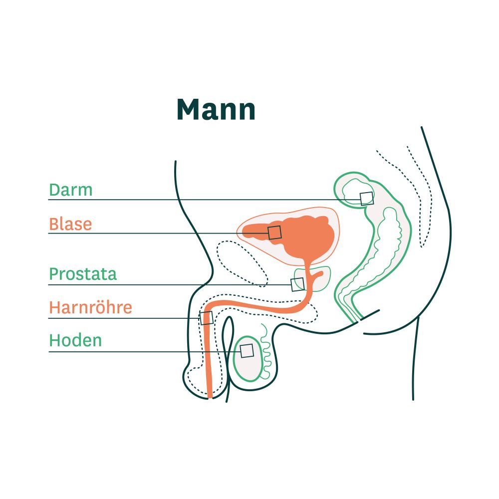 Grafik der Anatomie der Blase und Harnröhre von Männern