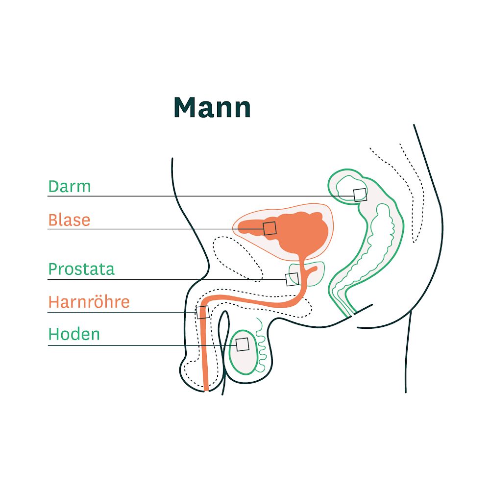 Grafik der Anatomie der Blase und Harnröhre von Männern Grafik der Anatomie der Blase und Harnröhre von Männern