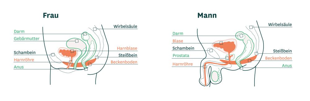 Illustrierte Gegenüberstellung der Beckenboden von Mann und Frau Illustrierte Gegenüberstellung der Beckenboden von Mann und Frau