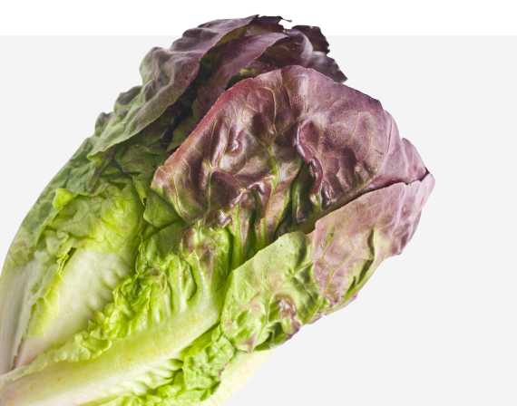 Truchas Mini Romaine Lettuce