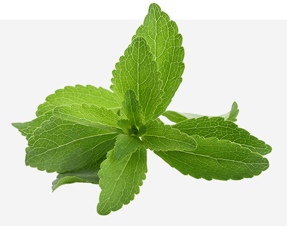 Stevia