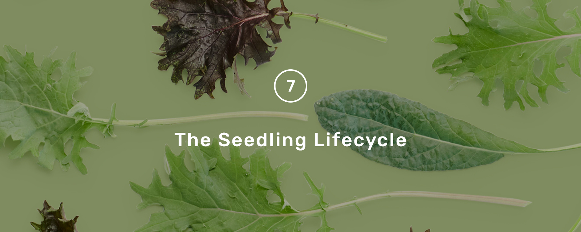 seedling_lifecycle_hero