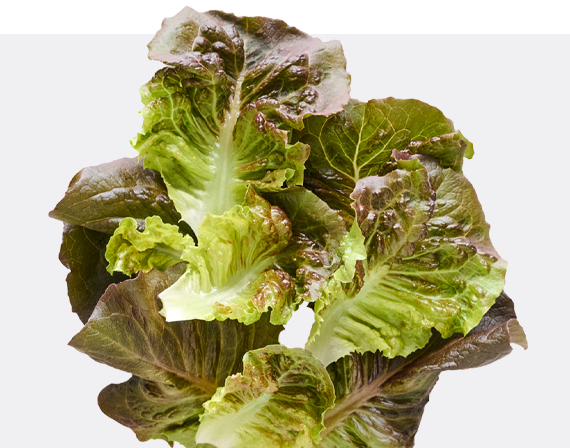 Pomegranate Crunch Romaine