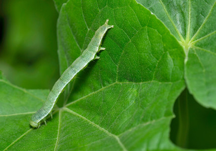 caterpillar