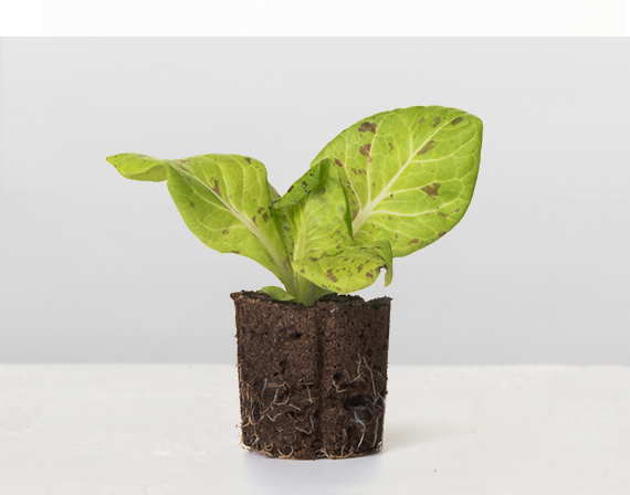 Dappled Butter Lettuce