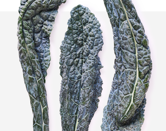 Dazzling Blue Kale