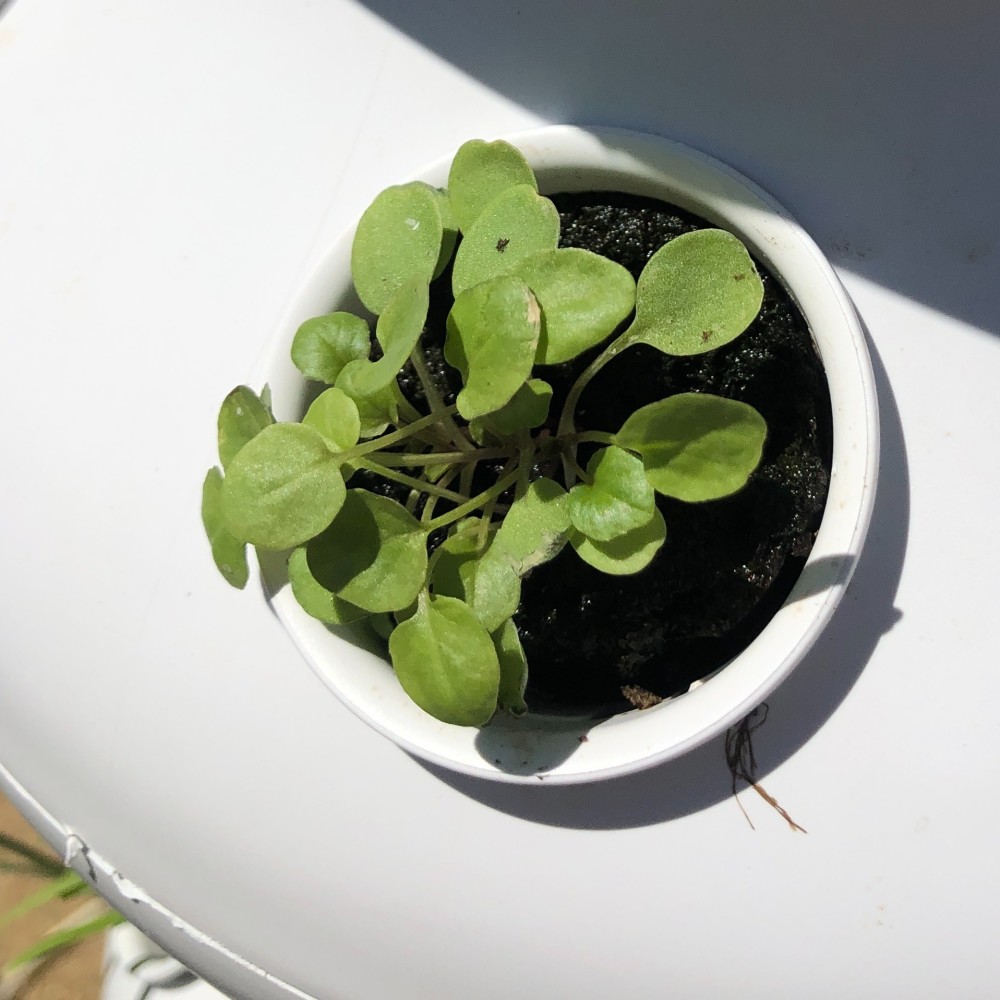 Watercress & Upland Cress Growing Information: How to Sow & Harvest