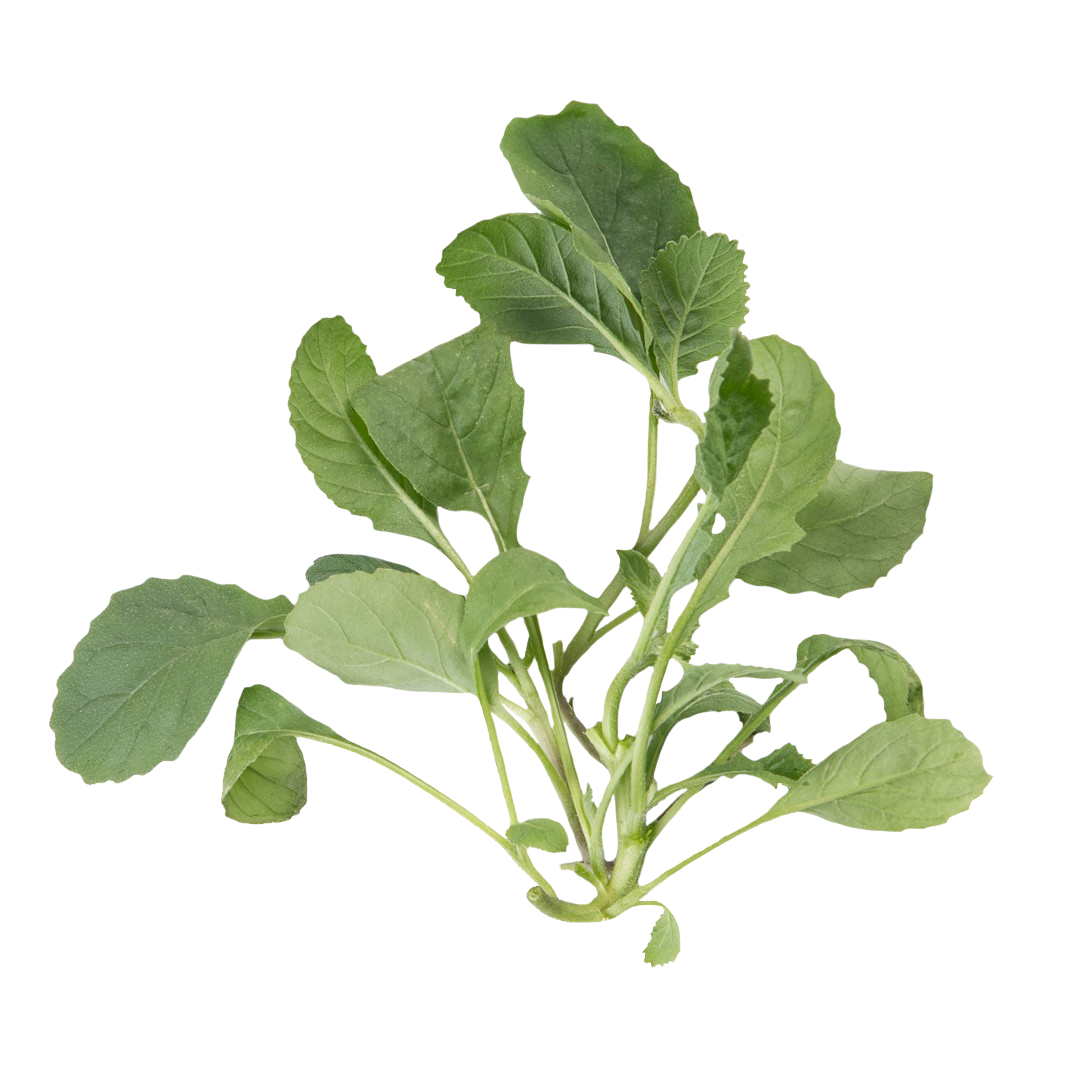 Lettuce Grow Seedling Wasabi Arugula