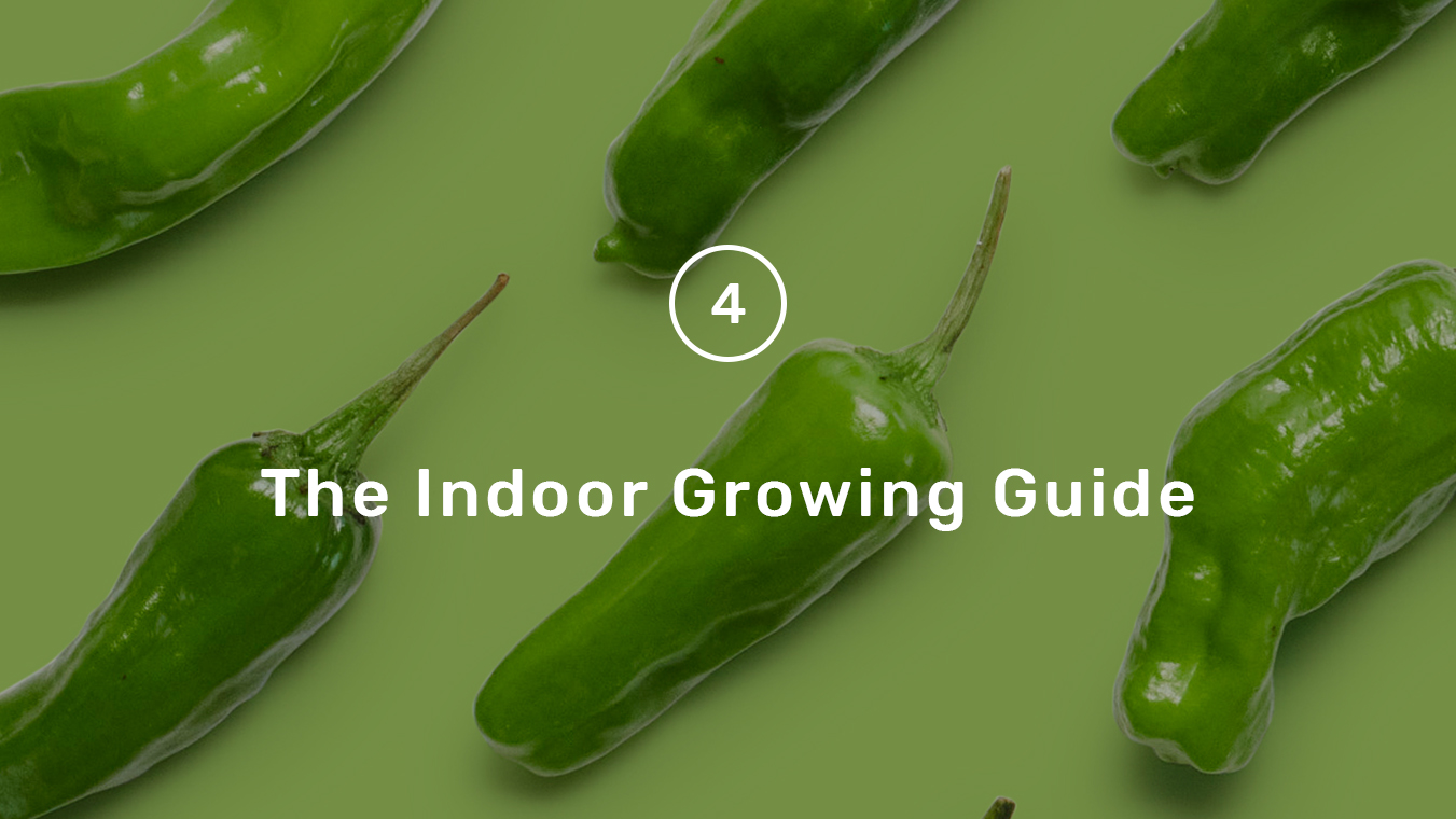 Grow Guide step 4 - indoor grow guide