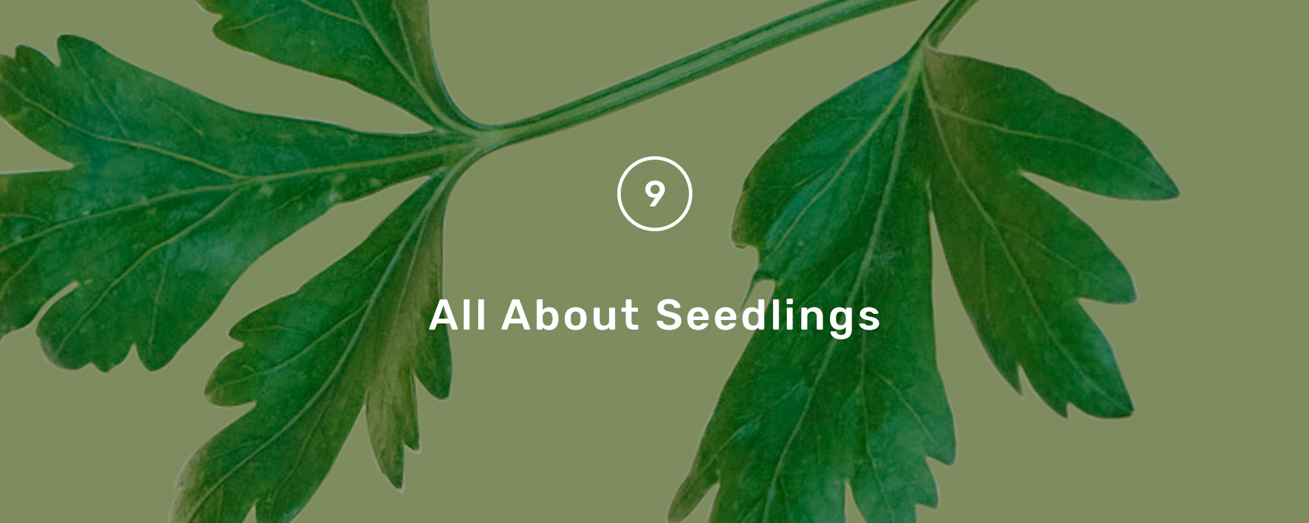 all_about_seedlings_hero