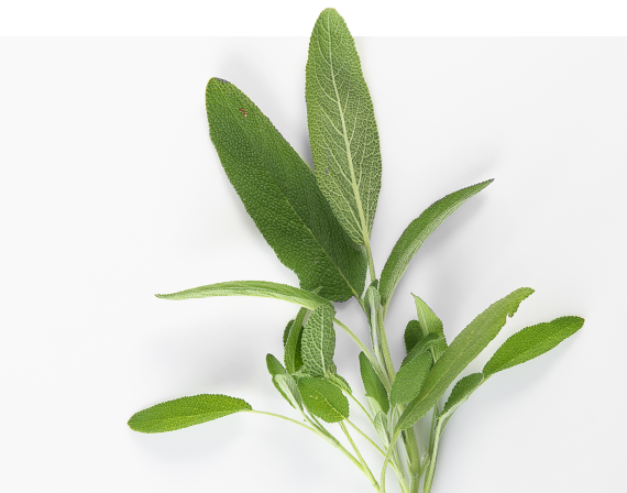 Sage