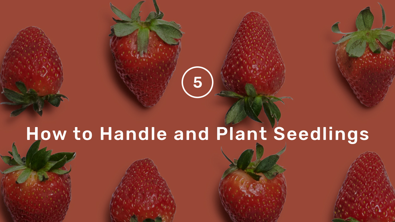 Grow Guide step 5 - handling seedlings