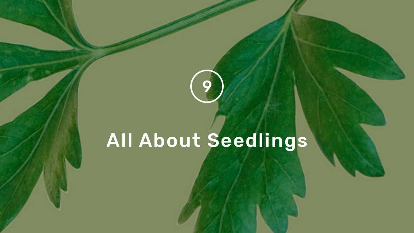Grow Guide step 9 - seedlings