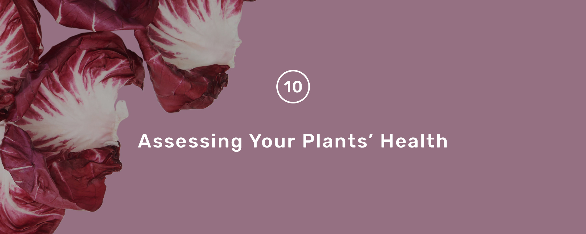 assessing_plant_health_hero