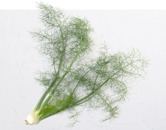 Fennel