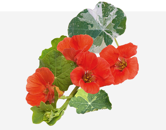 Alaska Nasturtium