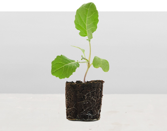 Amara Mustard Greens