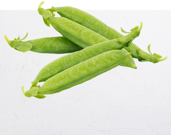 Sugar Sprint Pea