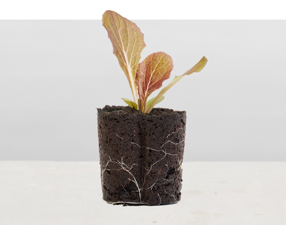 Truchas Mini Romaine Lettuce