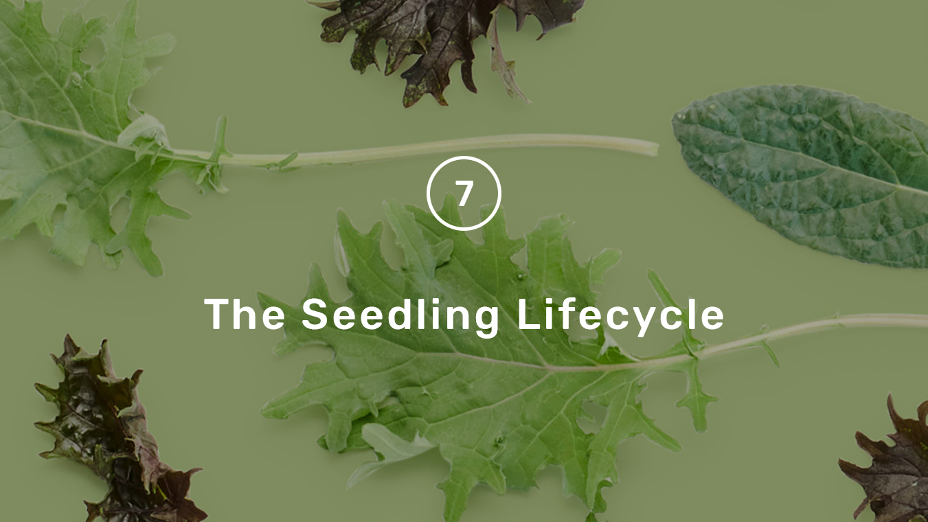 Grow Guide step 7 - seedling lifecycle