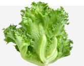 Crunchy Leaf Lettuce
