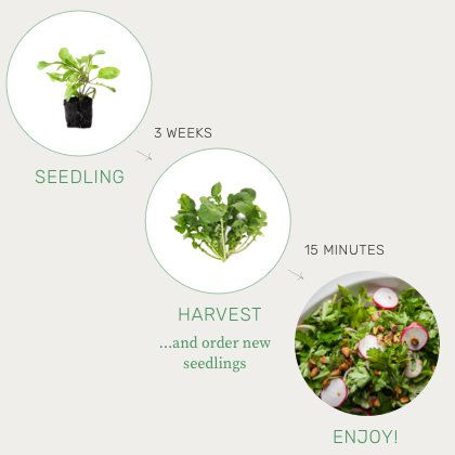 Lettuce Grow Blog - The Farmstand Lifecycle