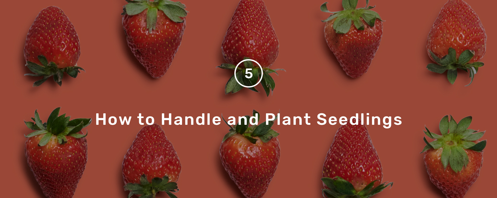 handle_plant_seedlings_hero