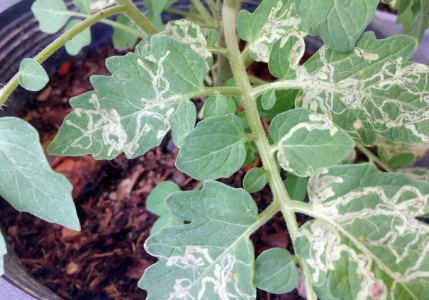 leaf_miner_pest_blog