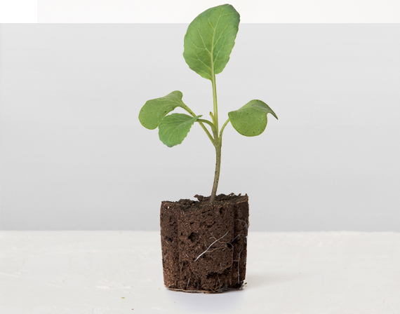 Romanesco Cauliflower