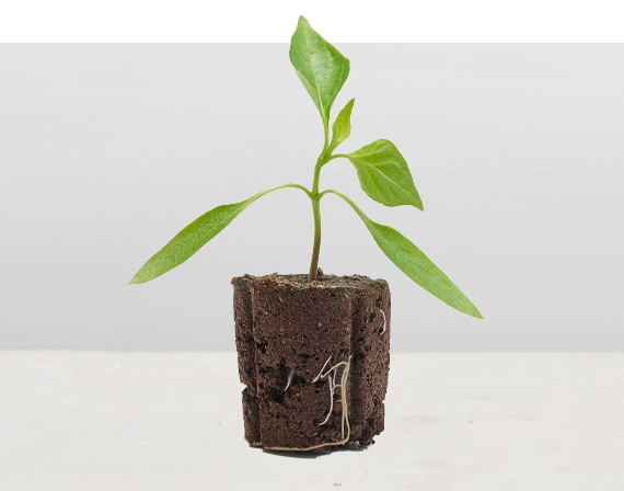 Spicy Serrano Pepper