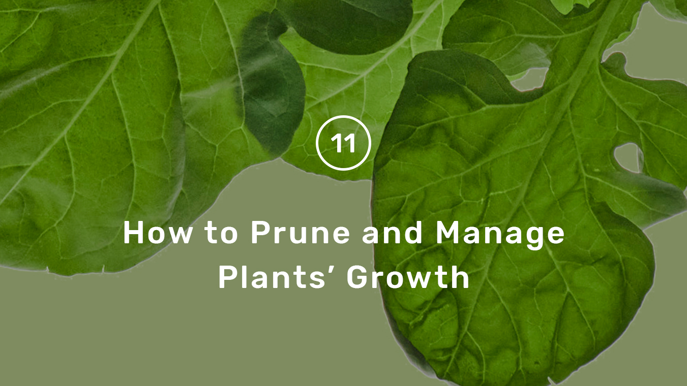 Lettuce Grow Assembly Guide