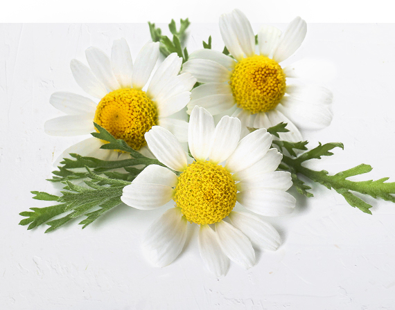 Chamomile