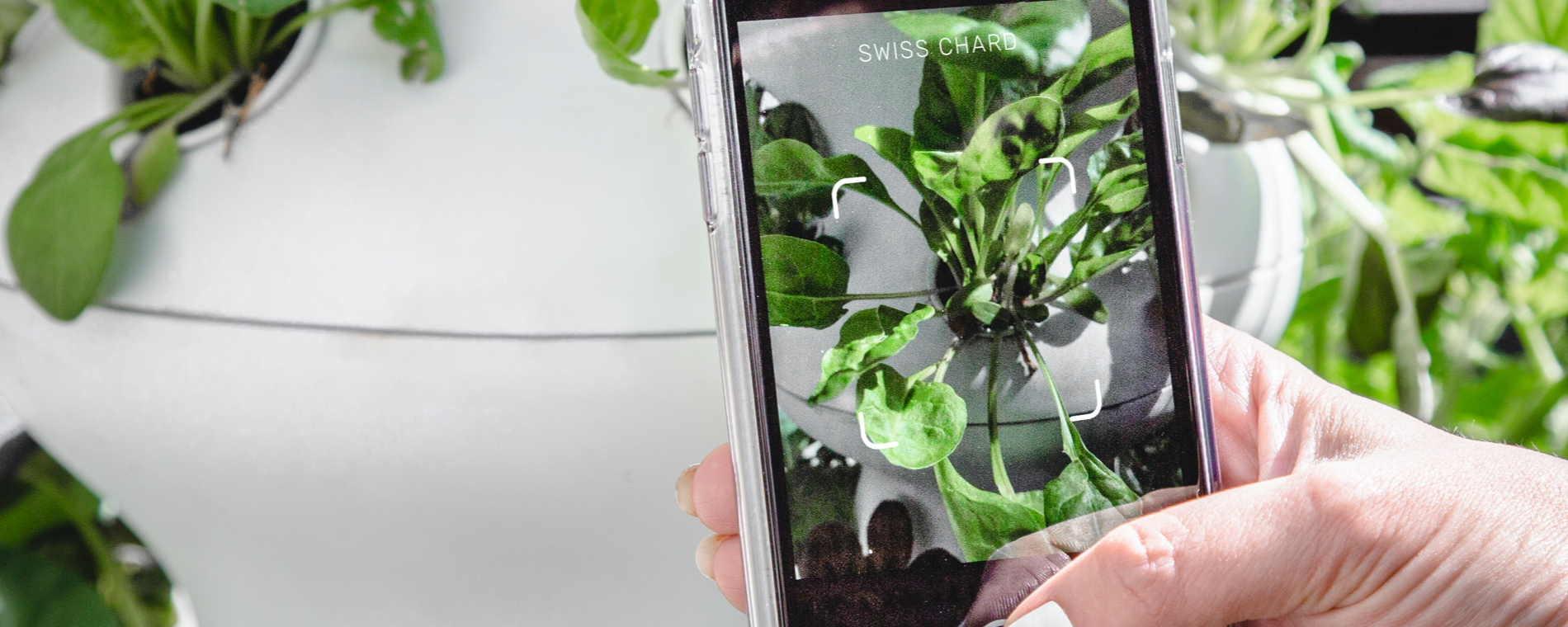 Lettuce Grow from anywhere with our iOS app-hero-v2