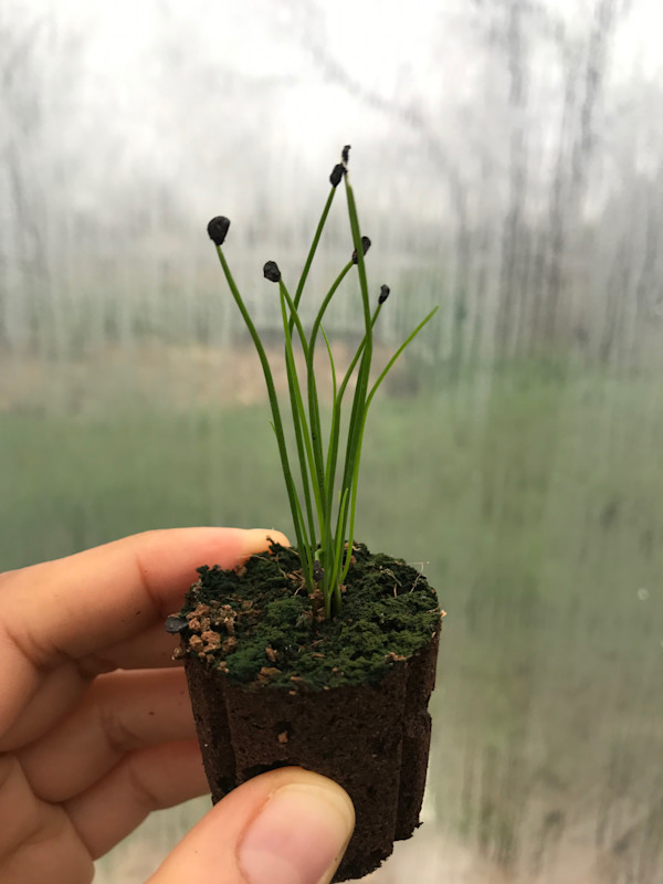Lettuce Grow Seedling Garlic Chives