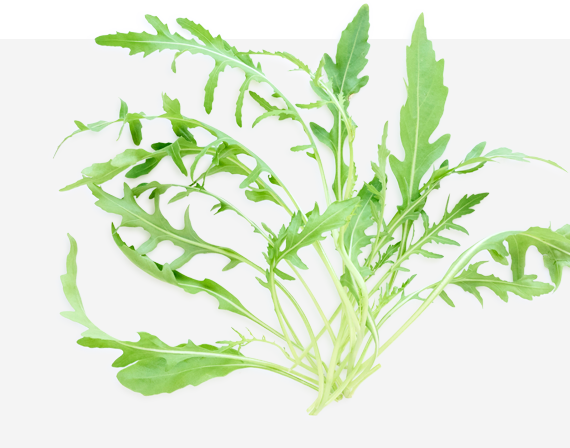 Sylvetta Arugula