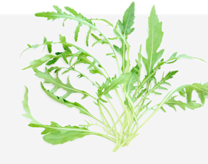 Sylvetta Arugula