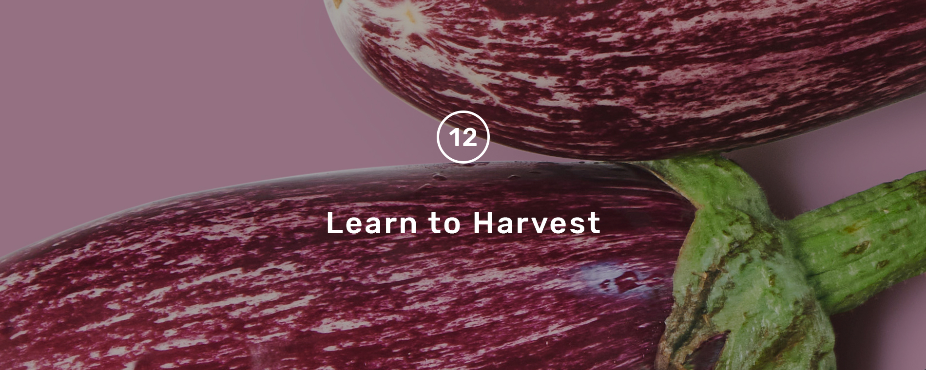 learn_harvest_hero